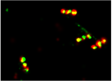GATTA-PAINT 40RG Nanoruler for super-resolution imaging (ONI Nanoimager) GATTA-PAINT 40RG Nanoruler for super-resolution imaging (ONI Nanoimager)